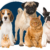 Grooming Your Pet: The Supplies You’ll Need