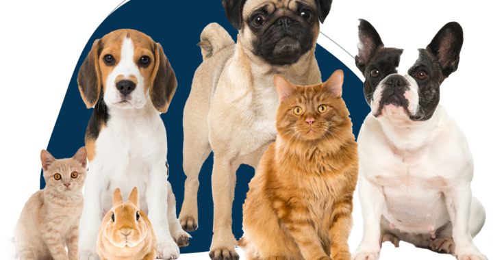 Grooming Your Pet: The Supplies You'll Need